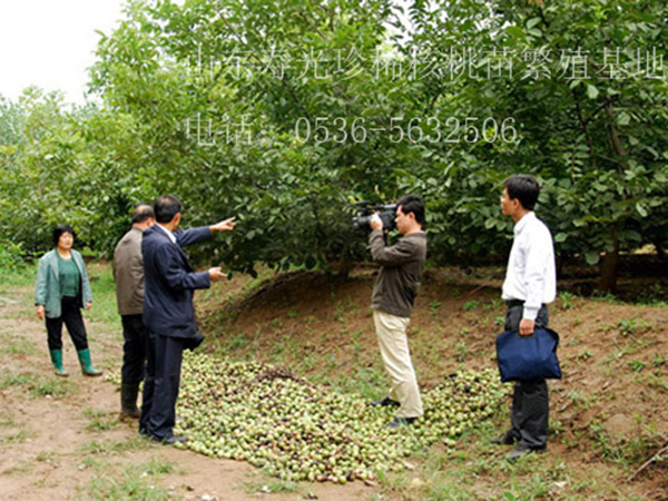 電視臺(tái)采訪